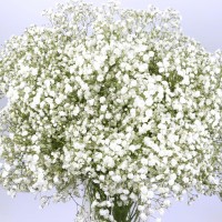 Гілка Гіпсофіли